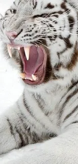 Roaring white tiger in the snow with bold stripes and open jaws.