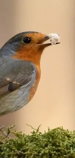 A robin with orange breast on a mossy branch.