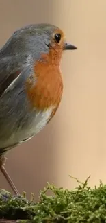 A robin perched on a mossy branch with a light brown background.