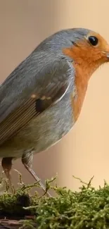 Robin perched on a moss-covered branch against a soft beige background.