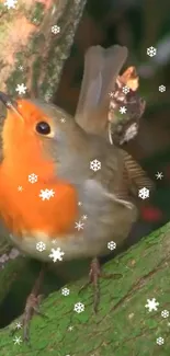 Robin bird perched on snowy branch with green moss.