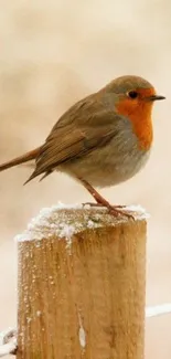 Serene image of a robin perched on a snow-covered wooden post in winter.