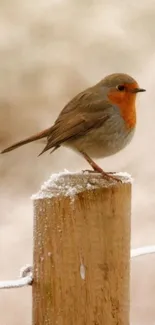 A robin perched on a snowy post against a wintry background.