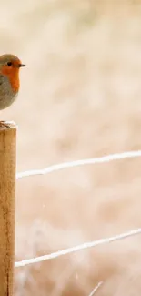 Robin perched on a wooden fence in a soft beige background.