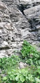 Mobile wallpaper featuring rocky cliffs and green foliage.