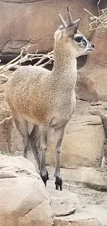 Small antelope on rocky cliff in natural habitat.