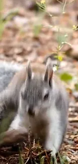 Rodent Grey Squirrel Fawn Live Wallpaper