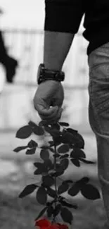 Black and white wallpaper with a red rose held by a man.