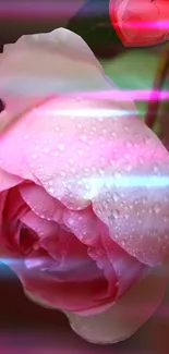 Romantic dewy pink rose with neon lights on mobile wallpaper.