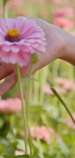 Hand holding pink flower in a serene floral field.