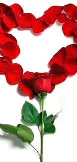 Heart-shaped rose petals with a single red rose on a white background.