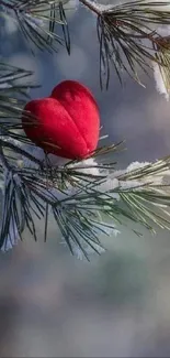 Red heart ornament on snowy pine branch in winter setting.