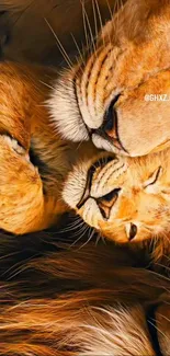 Lions cuddling peacefully in the wild.