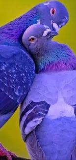 Romantic pigeon couple with vibrant blue feathers on a green background.