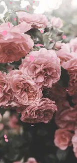 Romantic pink roses blooming against lush green leaves.