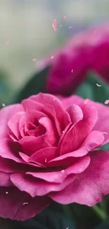 Close-up of a blooming pink rose with green leaves.