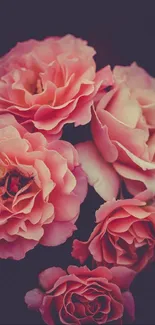 Elegant pink roses in full bloom against a dark background.