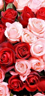 Romantic hues of red and pink roses in full bloom, perfect for a floral wallpaper.