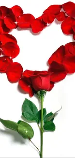 Heart-shaped red rose petals with green stem on white background.