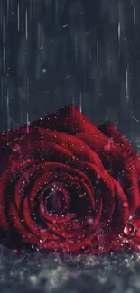 Beautiful red rose with raindrops on a dark background.