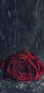 Dark red rose under rainfall for mobile wallpaper.