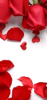 Red rose petals on white background.