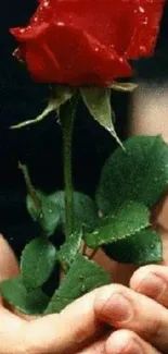 Romantic red rose held in hands with lush green leaves.