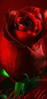 Close-up of a red rose with text 'I Love You' on a dark background.