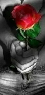 Striking red rose held by hands against a grayscale backdrop.