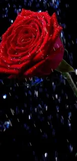 Romantic red rose with dewdrops on dark background wallpaper.