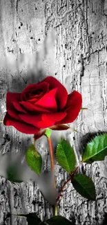 Vibrant red rose against a rustic wooden background.