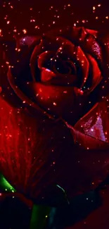 Dark red rose wallpaper with glowing sparkles.