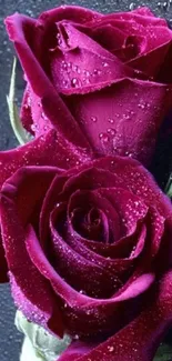 Romantic red roses with dewdrops on petals.