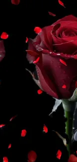 Romantic red roses and falling petals on black background.