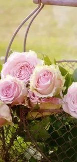 Pink roses in a wire basket on green grass.