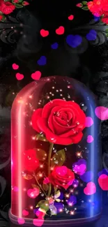 Romantic rose under glass with colorful hearts on dark background.