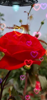 Red rose with glowing hearts on garden wallpaper.