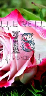 Romantic pink rose with love and peace text overlay.