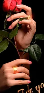 Romantic red rose wallpaper with hands holding a flower.