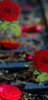 Vibrant red roses on rustic railway tracks wallpaper.