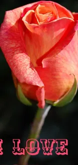 Romantic rose with love message in pink tones.