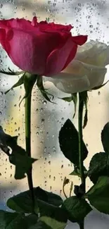 Red and white roses on a rainy glass background.