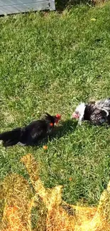 Two roosters engage in a lively showdown on a grassy field.