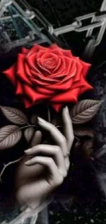 Hand holding a red rose on a dark background.