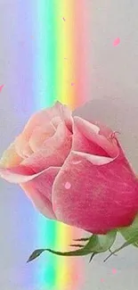 Pink rose with rainbow light reflection