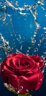 Red rose with water splash on blue background wallpaper.