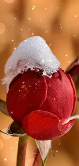 Red rose bud with snow against a brown bokeh background.