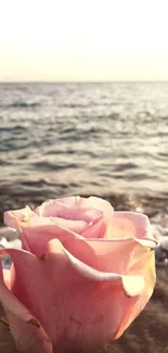 Pink rose against ocean background wallpaper.