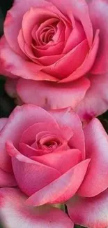 Two vibrant pink roses in bloom on a dark background.