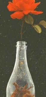 Red rose in a glass bottle on a starry background.